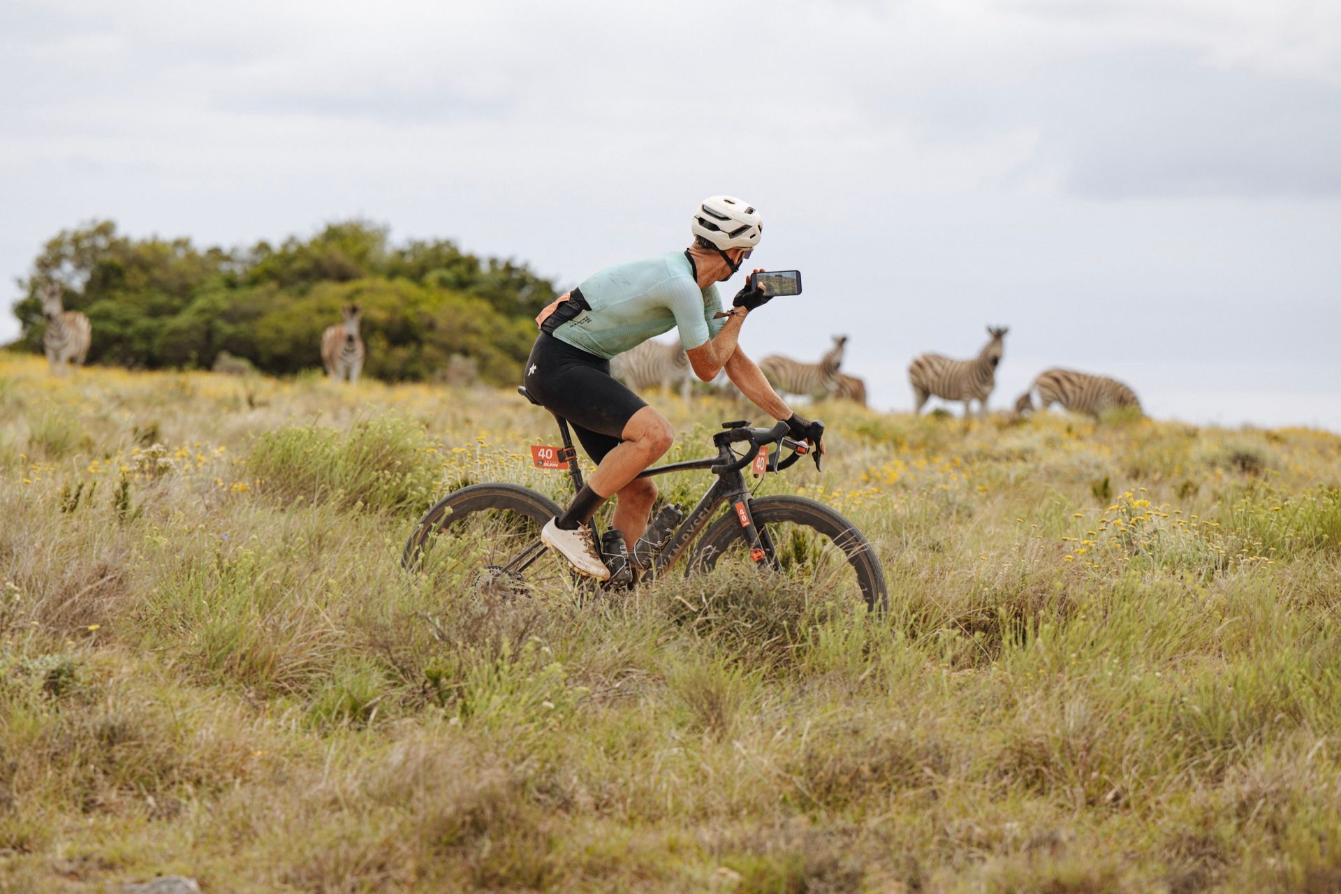 A rider stops in the grassland to film a herd of zebras on his phone